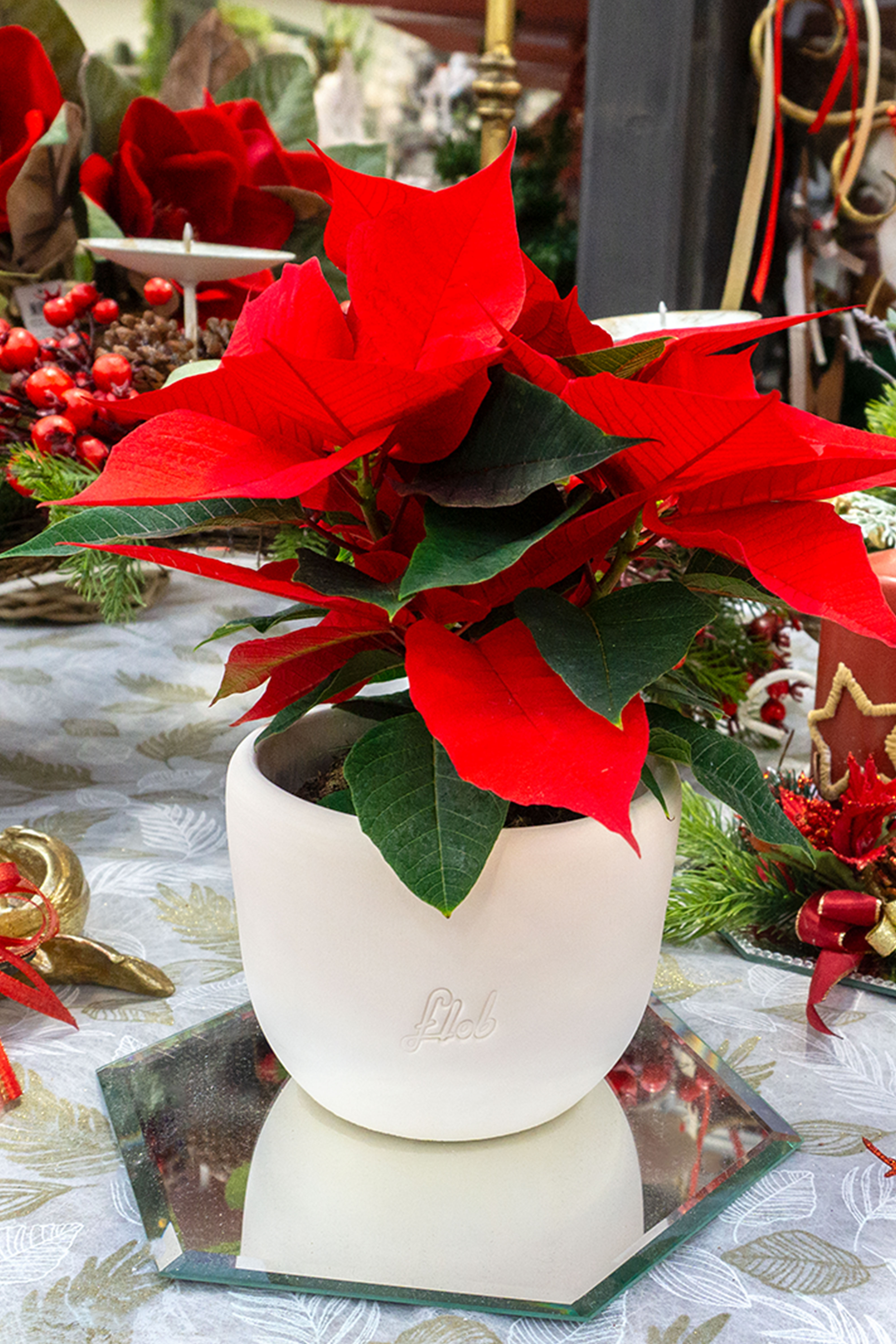 Pianta stella di natale con vaso bianco flob